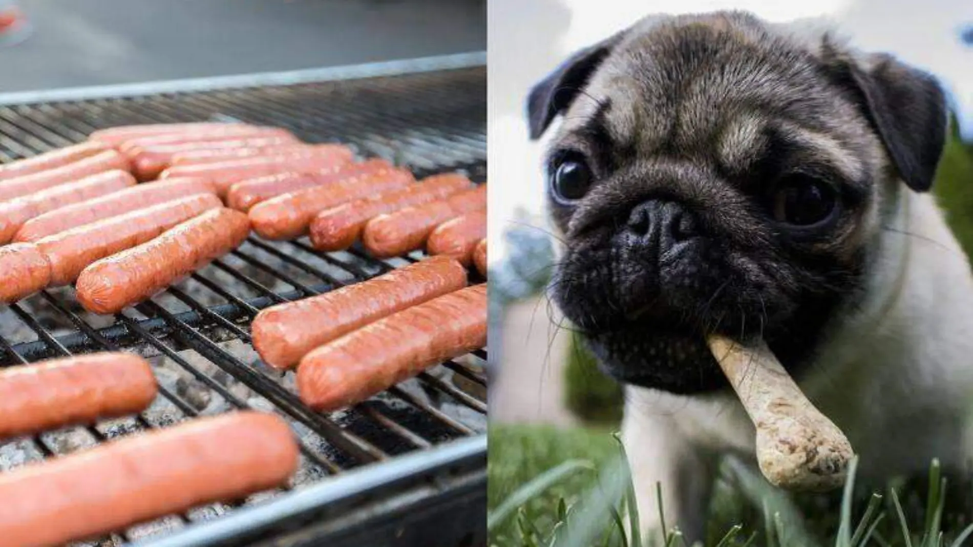 Muchos alimentos que para los seres humanos son buenos, para las mascotas son sumamente dañinos, conoce cuáles son Foto-Cortesía Pexels